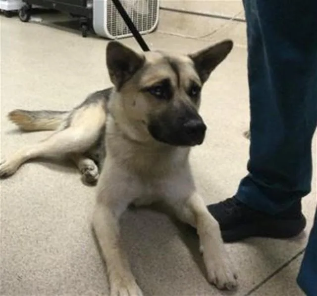 A young medium-sized male German Shepherd Dog dog named Chico for adoption in Riverside, CA
