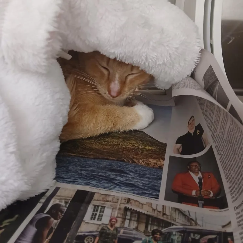 An adult medium-sized female Orange / Red Domestic Short Hair cat named Meringue for adoption in Chattanooga, TN