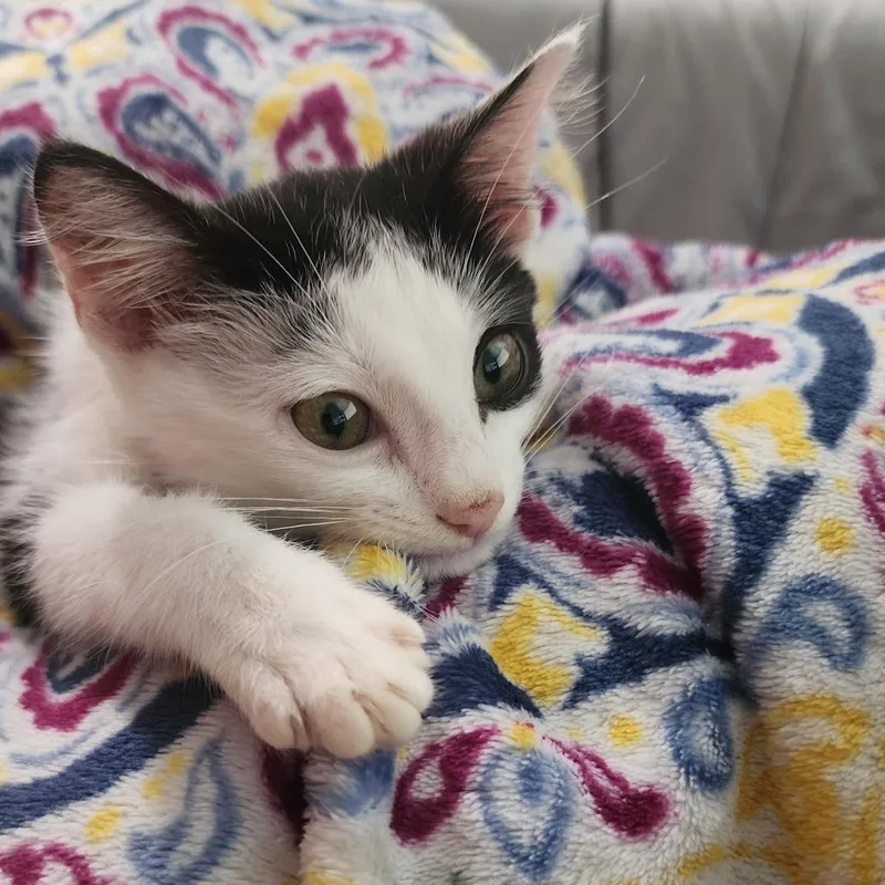 A baby small-sized male Black Domestic Short Hair cat named Velcro for adoption in West Palm Beach, FL