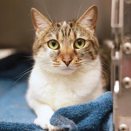 An adult small-sized female White Domestic Short Hair cat named Tundra for adoption in Atlanta, GA