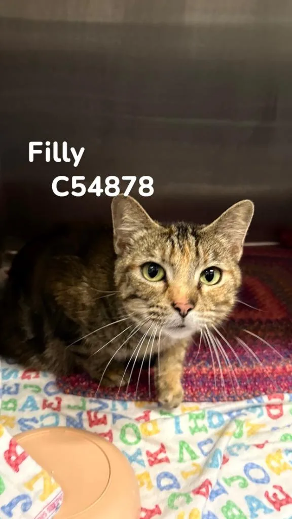 Filly