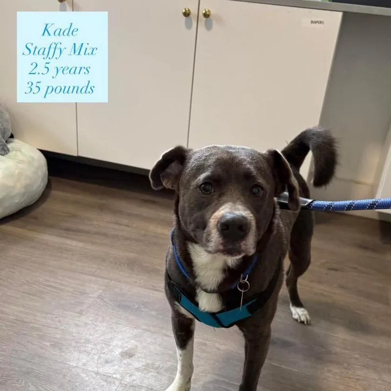 An adult medium-sized male Gray / Blue / Silver American Staffordshire Terrier dog named Kade for adoption in Tampa, FL