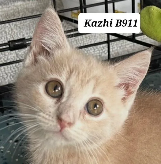 A baby medium-sized female Buff / Tan / Fawn Domestic Medium Hair cat named Kazhi for adoption in Morganton, NC