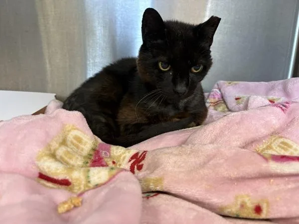 An adult small-sized female Domestic Short Hair cat named Agnes for adoption in Melbourne, FL