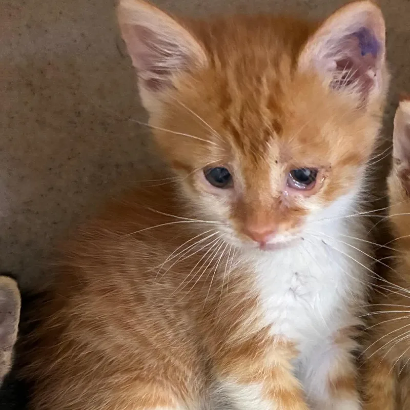 A baby small-sized female Orange / Red Domestic Short Hair cat named Demi for adoption in San Antonio, TX