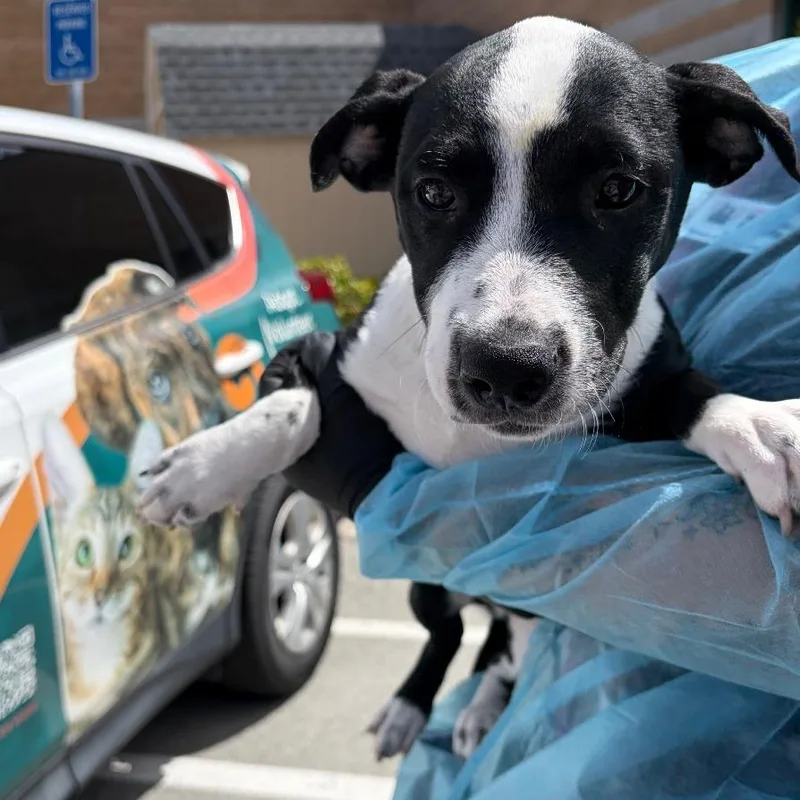 A baby small-sized male Black Border Collie dog named Snickers for adoption in Reno, NV