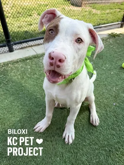 A young large-sized male White / Cream Pit Bull Terrier dog named Biloxi for adoption in Kansas City, MO
