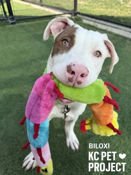 Biloxi thumbnail 3