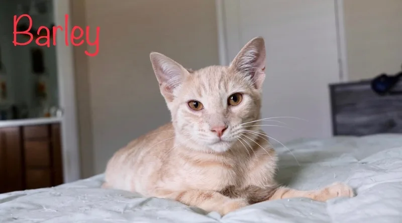 A young medium-sized male Tabby (Orange / Red) Domestic Short Hair cat named Barley for adoption in Mira Loma, CA
