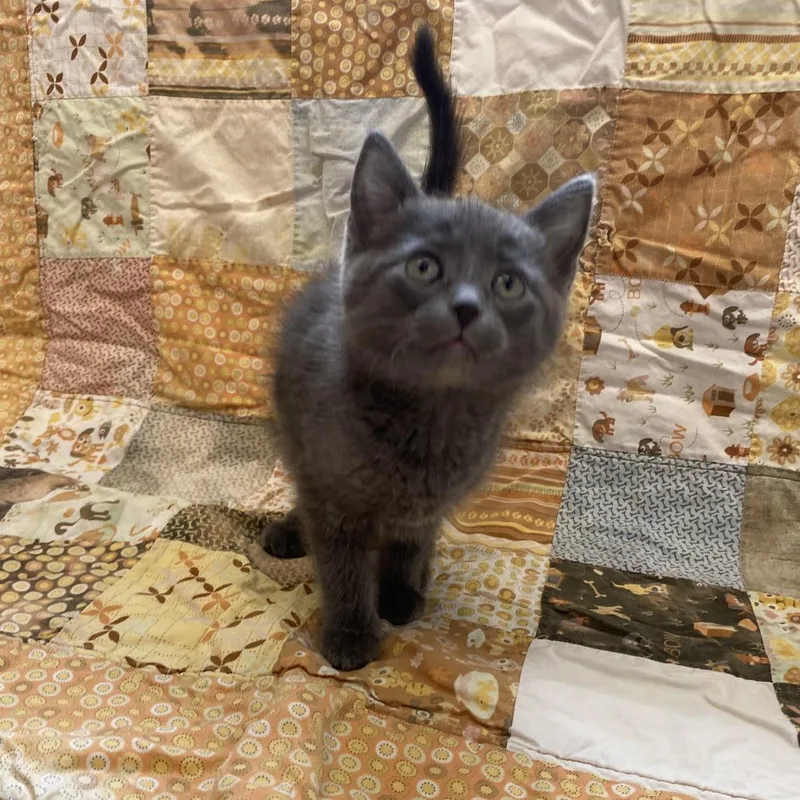 A young small-sized female Domestic Short Hair cat named Luna for adoption in Little Falls, MN
