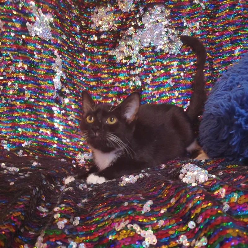 A baby small-sized female Black Domestic Short Hair cat named Licorice for adoption in Jefferson city, TN