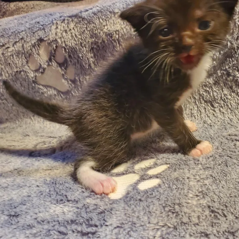 Licorice thumbnail 3