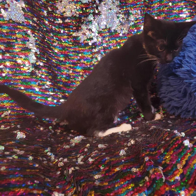 Licorice thumbnail 4