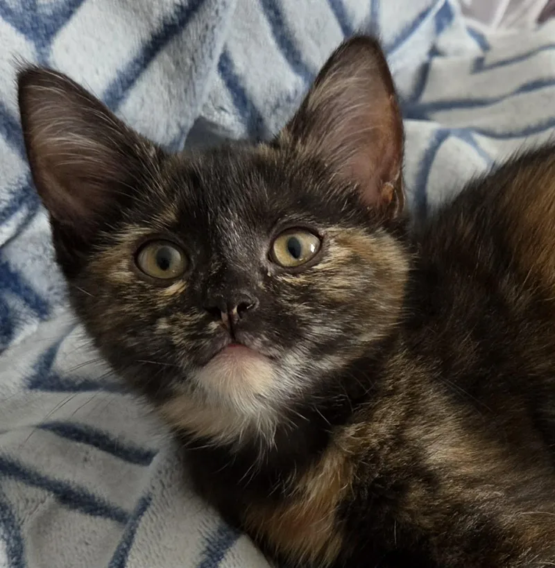 Mae