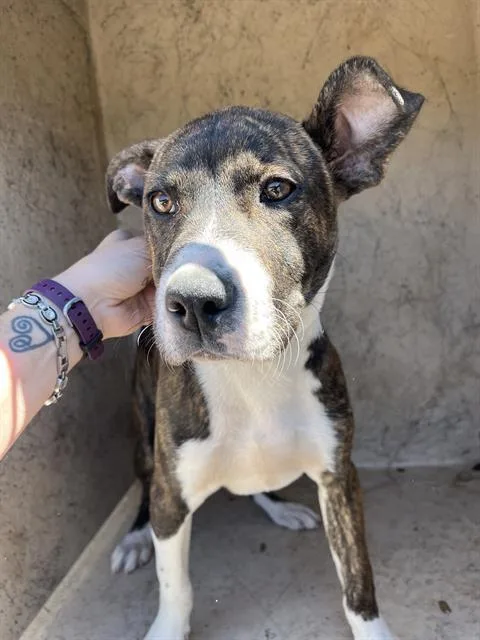 A baby medium-sized female Pit Bull Terrier dog named Cookie for adoption in Oklahoma City, OK