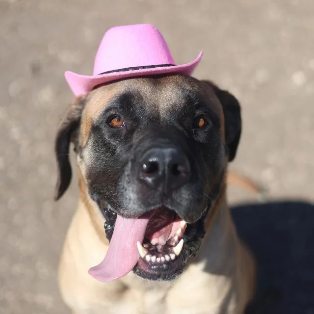 An adult large-sized female Bullmastiff dog named Kc Lee for adoption in San Antonio, TX