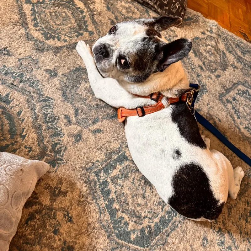 A senior small-sized male White / Cream French Bulldog dog named Hank for adoption in New Fairfield, CT