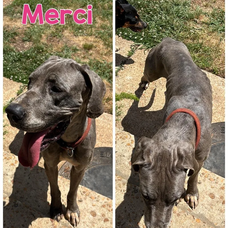 Merci