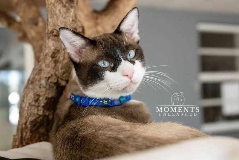 Wishbone thumbnail 2