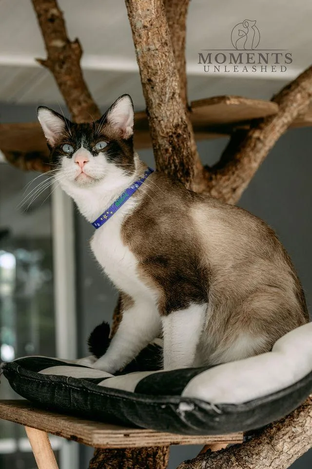 Wishbone thumbnail 4