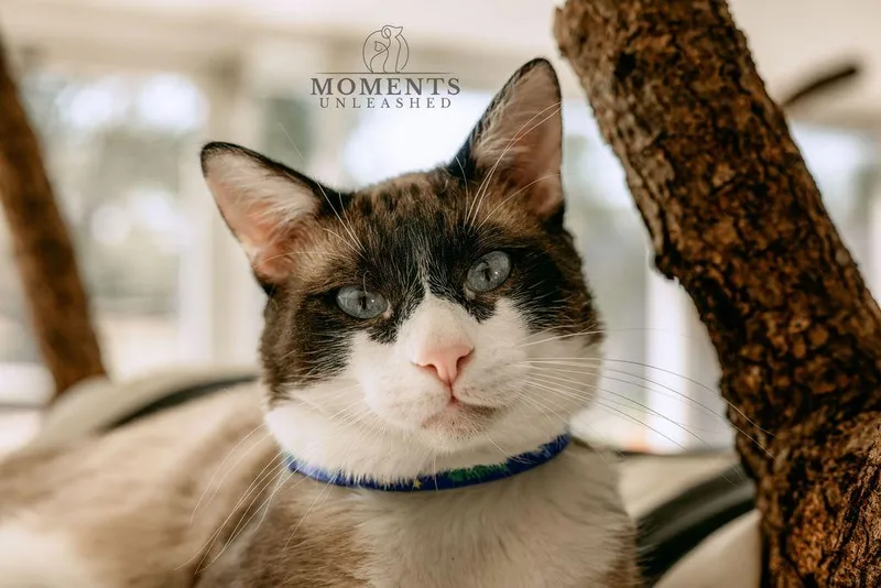 Wishbone thumbnail 5