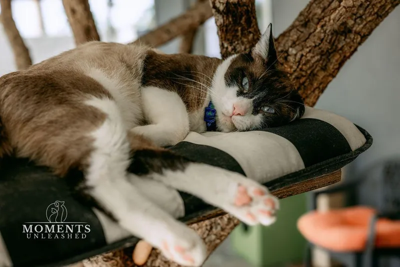 Wishbone thumbnail 6