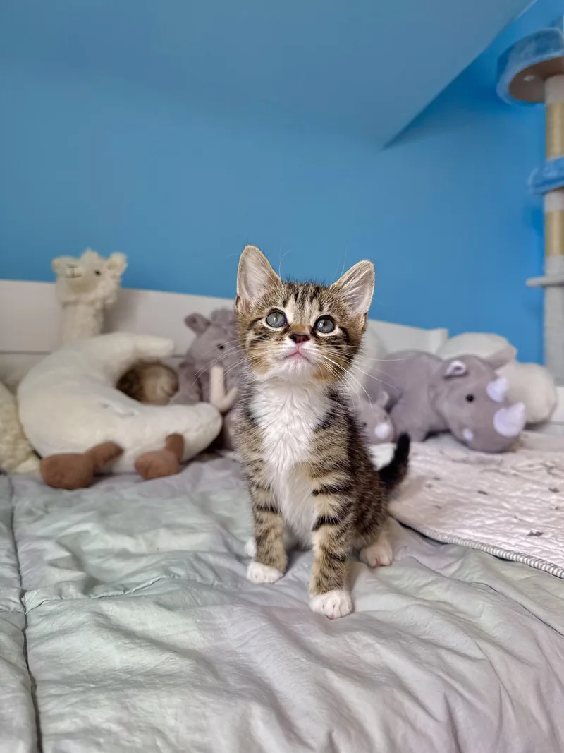 A baby medium-sized female Domestic Short Hair cat named Meadow for adoption in Ramsey, NJ