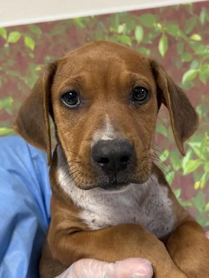 A young small-sized male American Staffordshire Terrier dog named Tabasco for adoption in San Antonio, TX