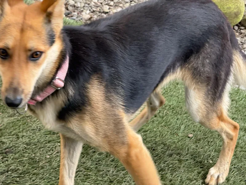 A young medium-sized female Bicolor Shepherd dog named Daisy for adoption in Pleasant Valley, NY