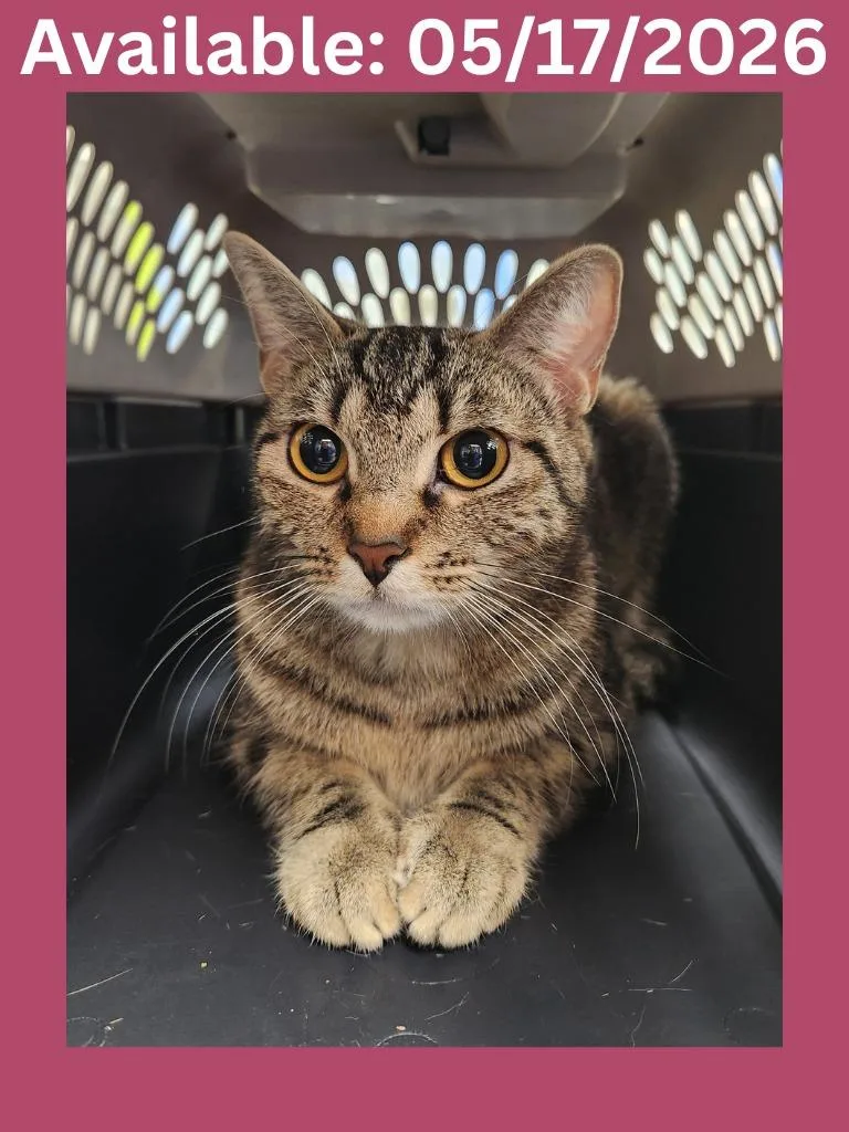 Cat Condo thumbnail 2