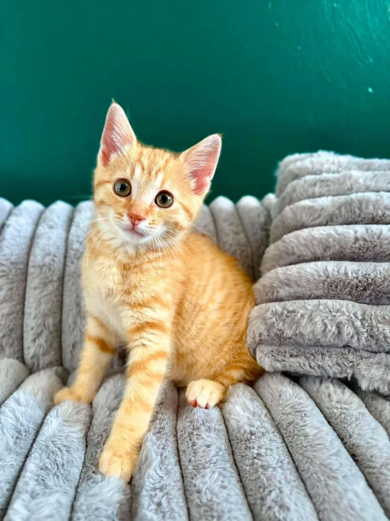 A baby medium-sized male Orange & White Domestic Short Hair cat named Faygo for adoption in East Lansing, MI