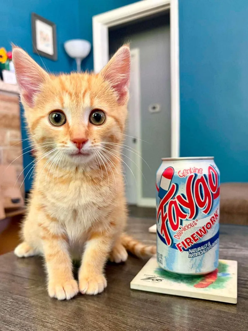 Faygo thumbnail 5