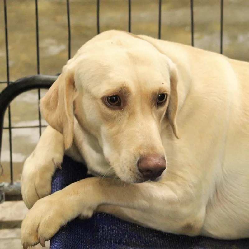 Steve Harvey thumbnail 3