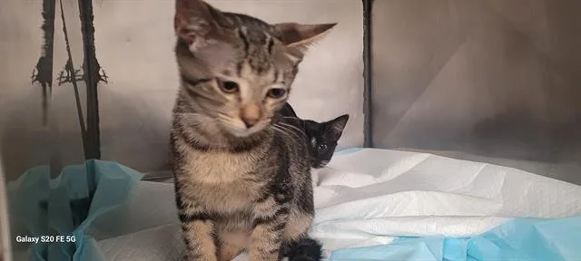 A baby small-sized female Domestic Short Hair cat named Waffles for adoption in Panama City, FL