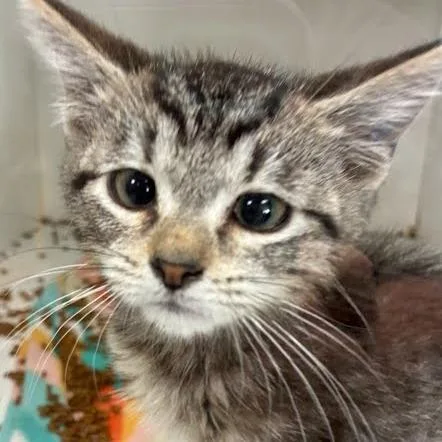 A baby small-sized female Brown / Chocolate Domestic Short Hair cat named Jelly for adoption in Jeffersonville, IN