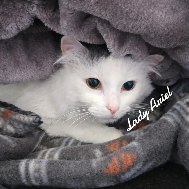 A young medium-sized female Domestic Long Hair cat named Lady Ariel for adoption in Naugatuck, CT