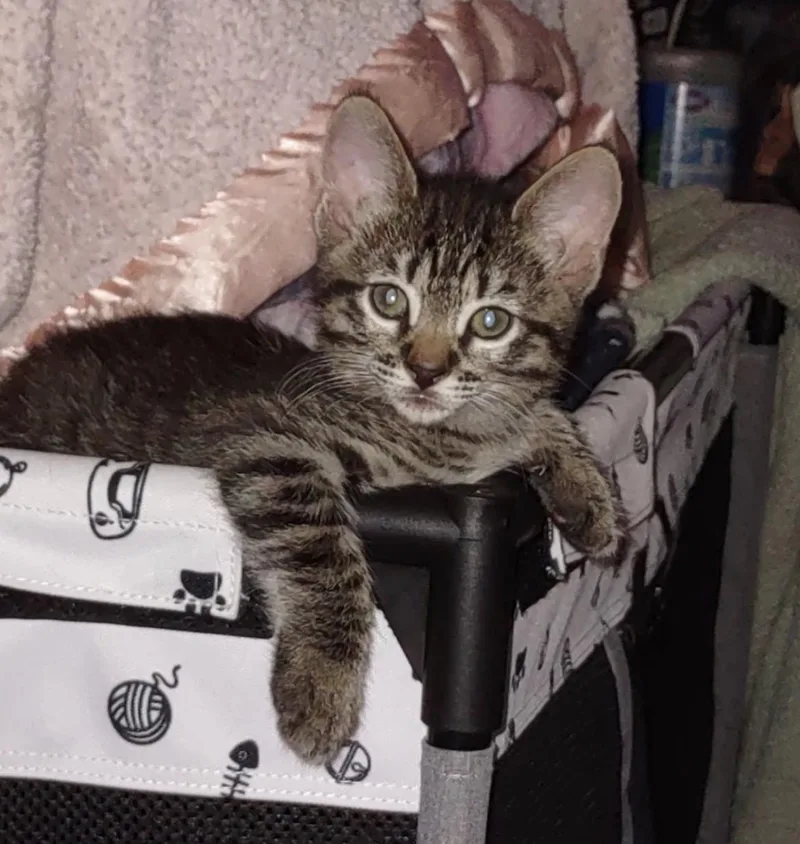 A baby medium-sized male Tabby (Brown / Chocolate) Domestic Short Hair cat named Benjamin for adoption in Fresno, CA
