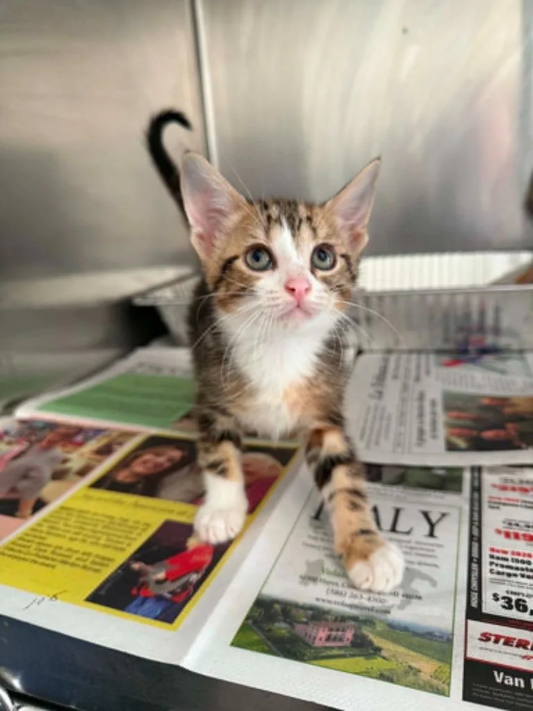A baby small-sized female Domestic Short Hair cat named Honey Smacks for adoption in Detroit, MI