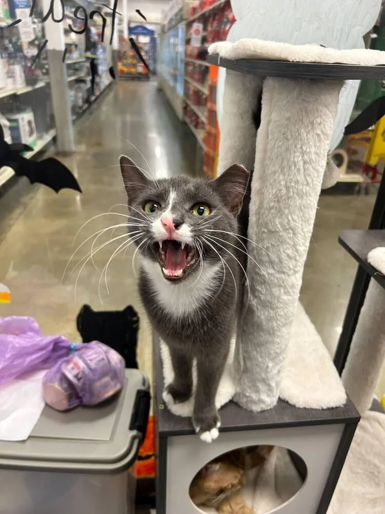 An adult medium-sized male Domestic Short Hair cat named Baggie for adoption in Pittstown, NJ