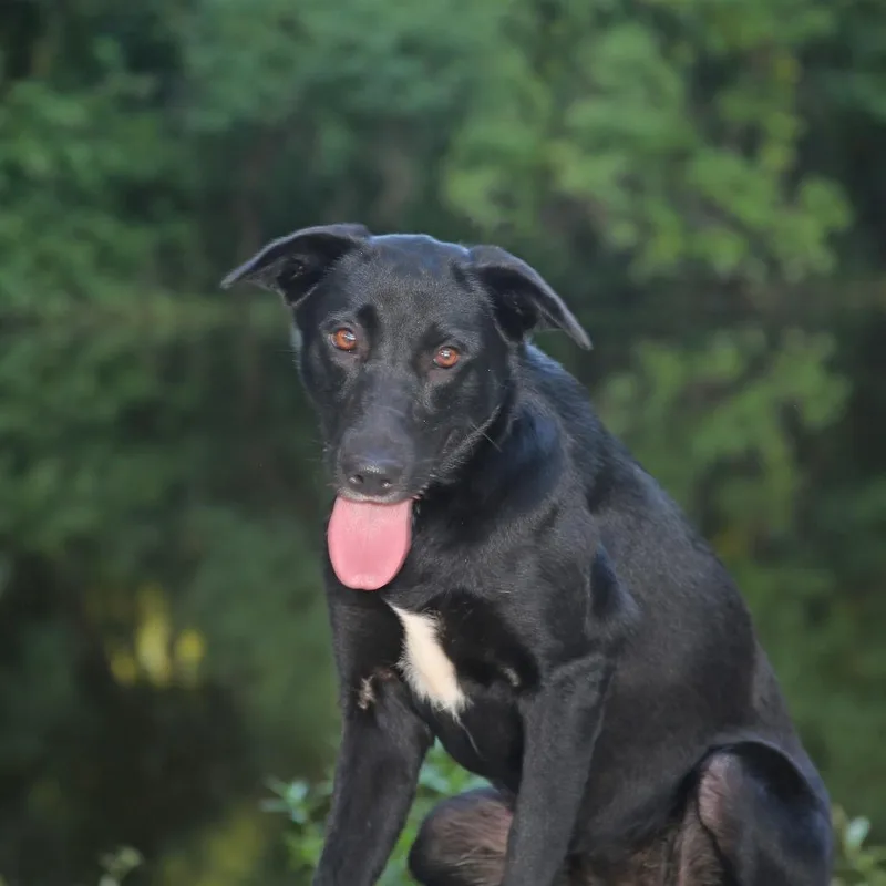 A young medium-sized female Black Labrador Retriever dog named Gemma for adoption in Natchitoches, LA