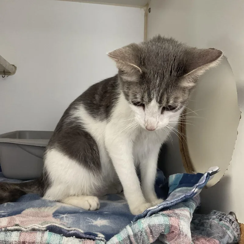 An adult medium-sized female Gray / Blue / Silver Domestic Short Hair cat named Lilac for adoption in St Joseph, MO