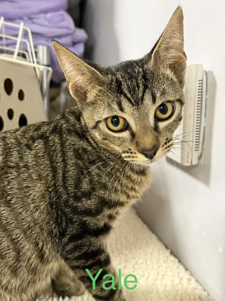 A baby small-sized male Domestic Short Hair cat named Yale for adoption in Saint Francisville, LA