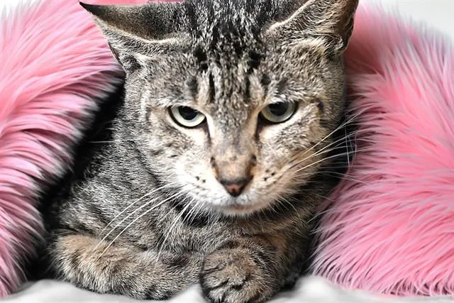 An adult medium-sized female Domestic Short Hair cat named Dixie for adoption in Fort Lauderdale, FL