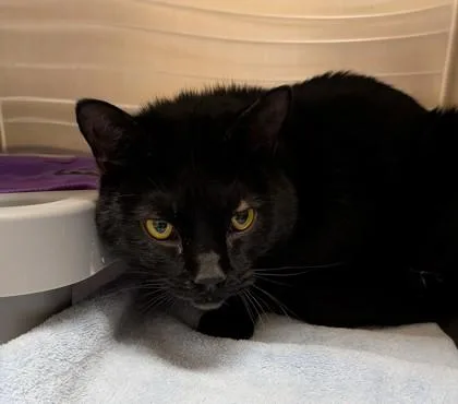 An adult medium-sized male Domestic Short Hair cat named Bones for adoption in Missoula, MT
