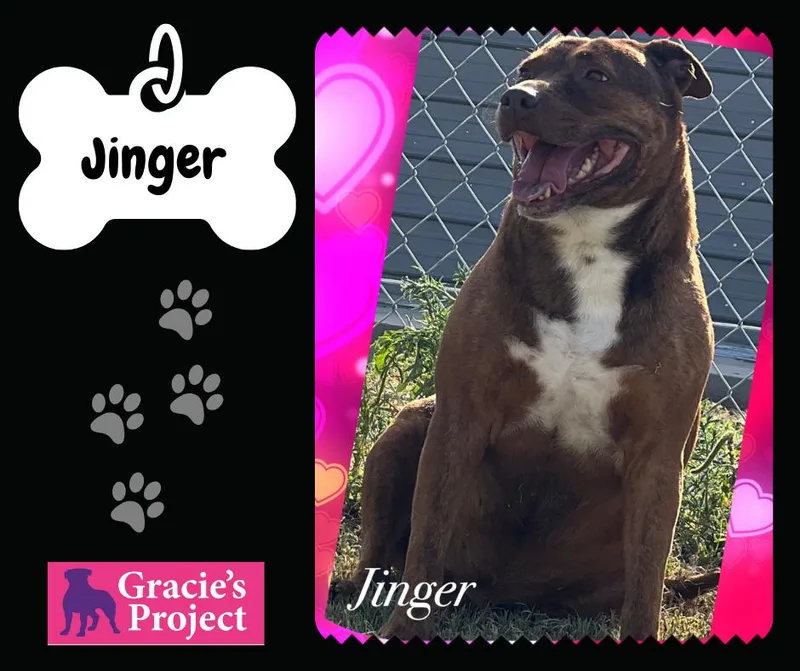 An adult medium-sized female Pit Bull Terrier dog named Jinger for adoption in Canyon, TX