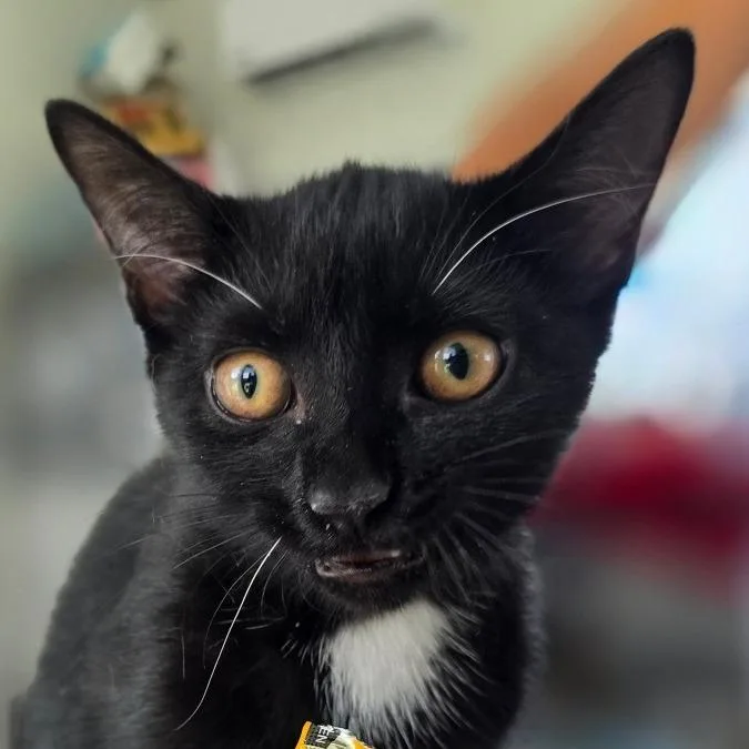 A baby small-sized female Black Domestic Short Hair cat named Mushu for adoption in Chapel Hill, NC