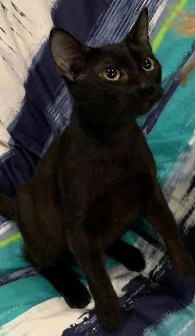 A baby medium-sized female Black Bombay cat named Kira for adoption in Liverpool, TX