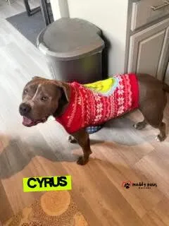 Cyrus
