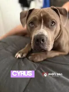 Cyrus thumbnail 2