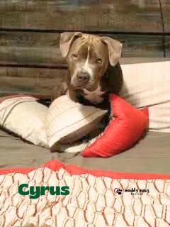 Cyrus thumbnail 5